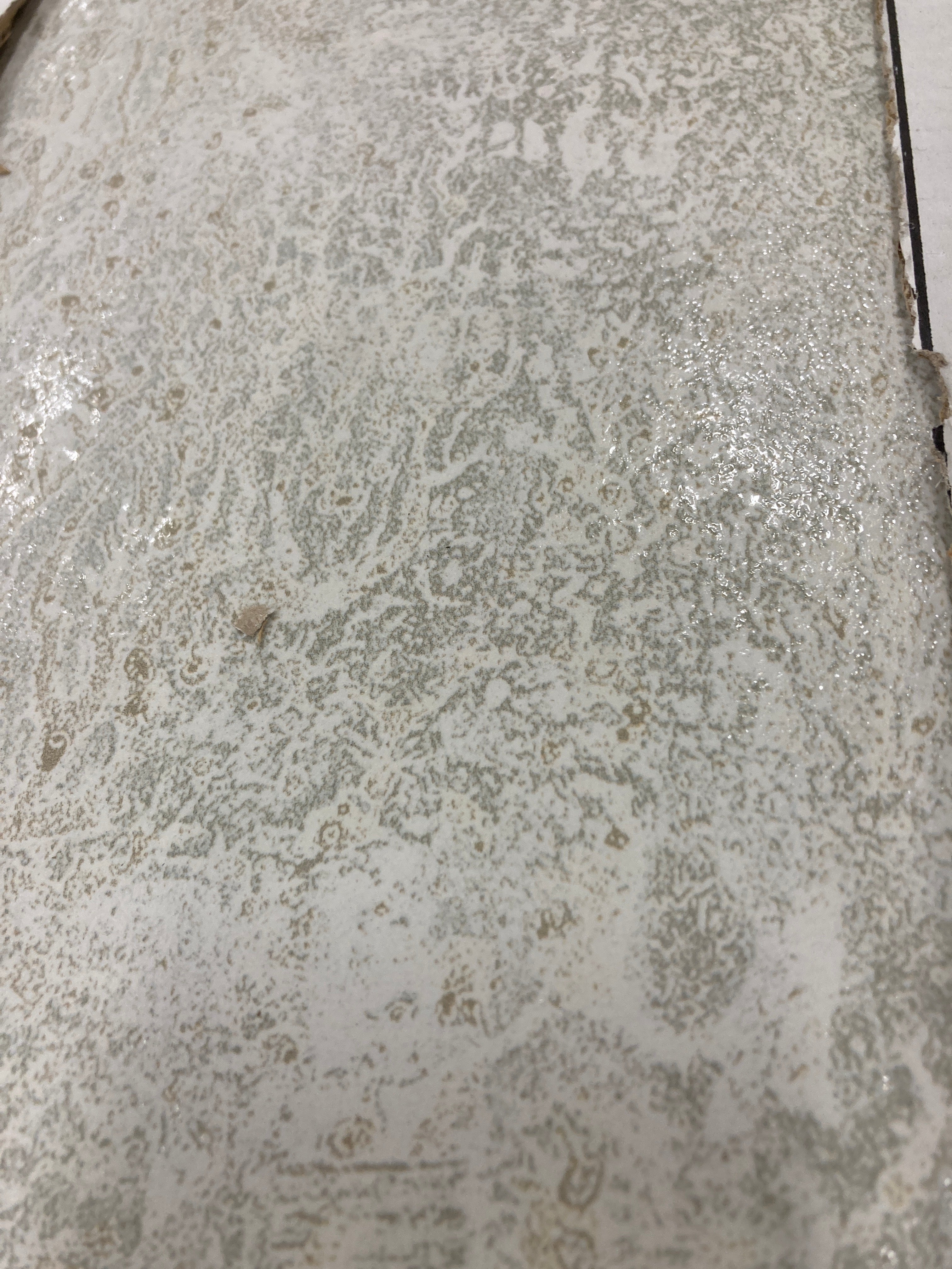 White Matte Finish Tile
